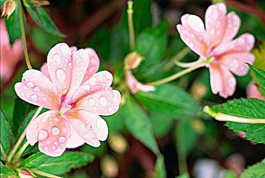 《马里奥赛车8：豪华版》赛道通行证第一弹介绍视频 DLC现已上线